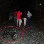 Sneaky Wolf
